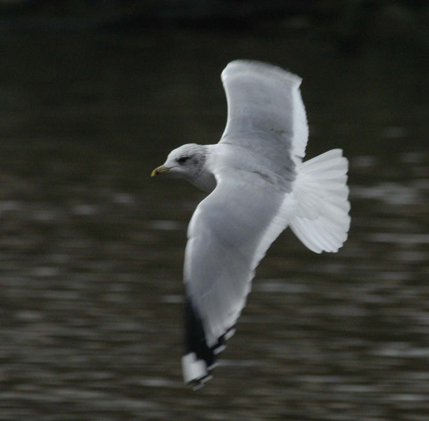 Möwe im Flug..