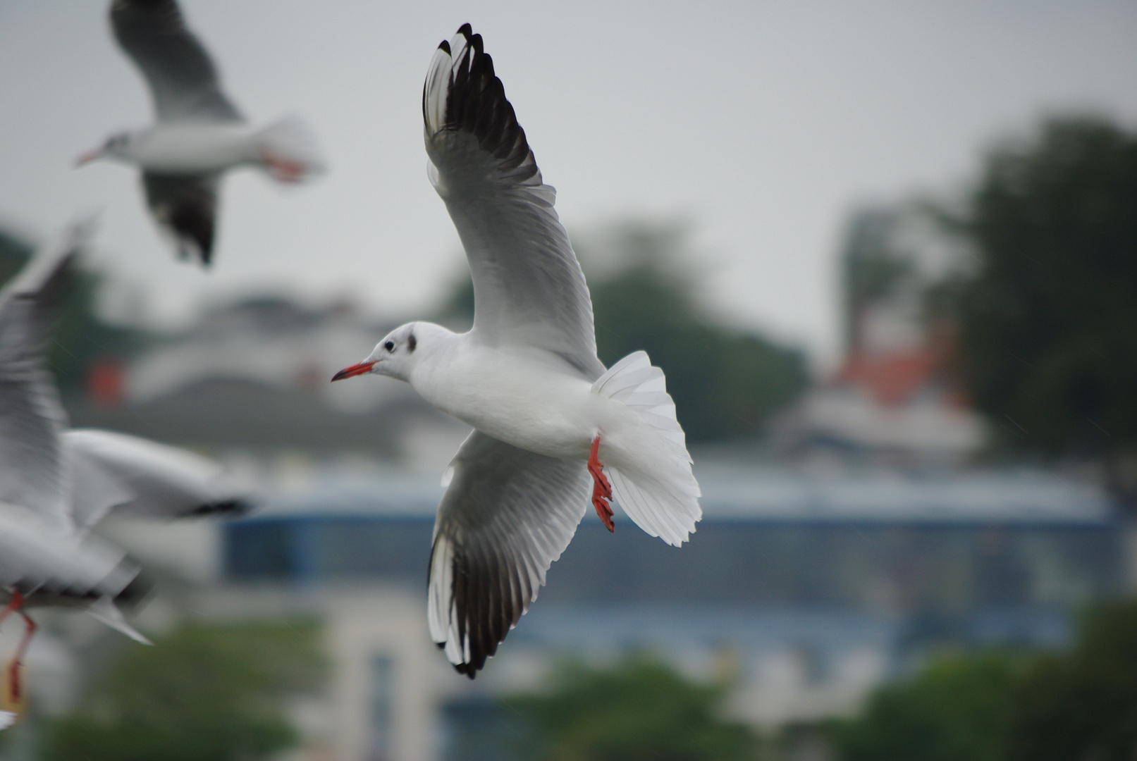 Möwe im Flug