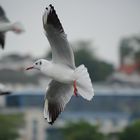 Möwe im Flug