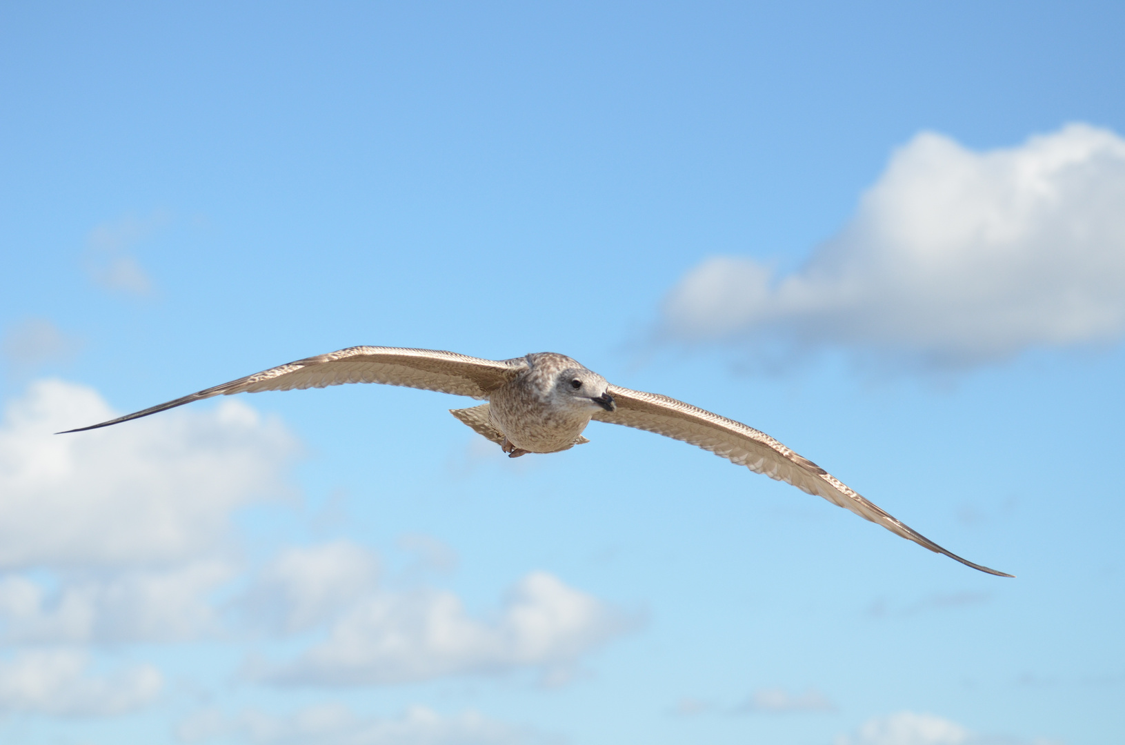 Möwe im Flug