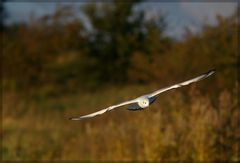 Möwe im Flug 7