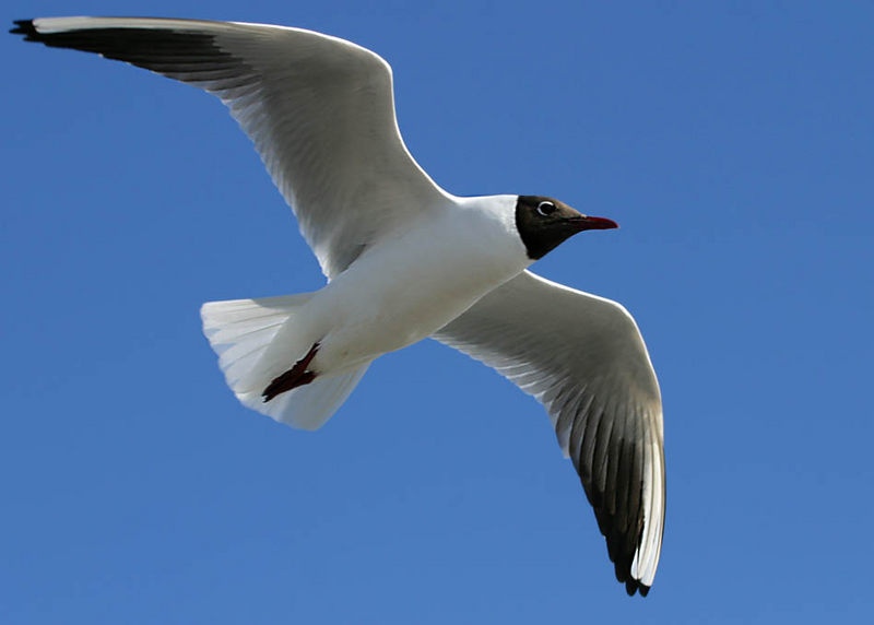 Möwe im Flug