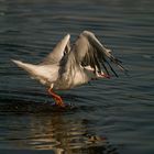 Möwe im Flug