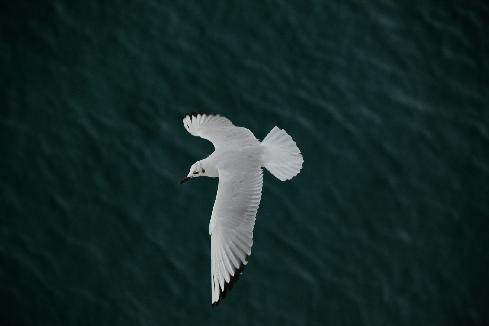 Möwe im Flug