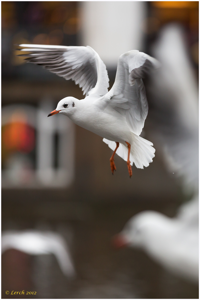 * Möwe im Flug *