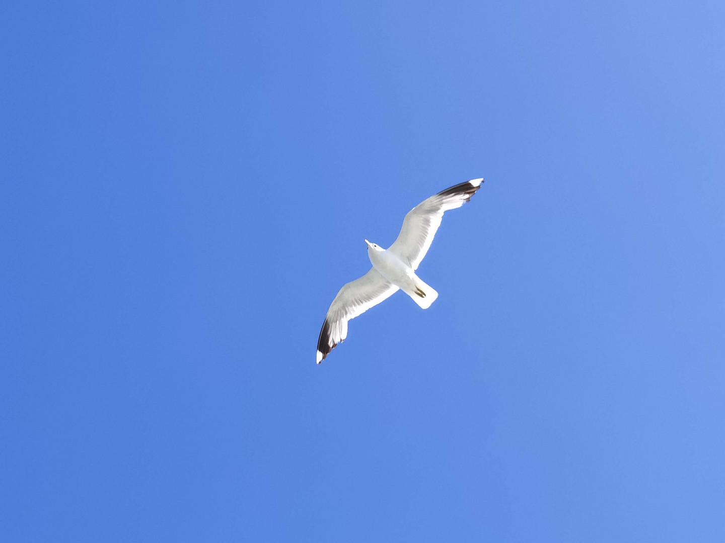 Möwe im Flug