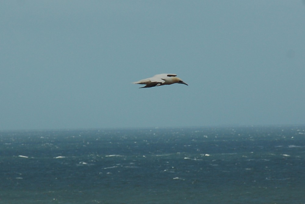 Möwe im Flug