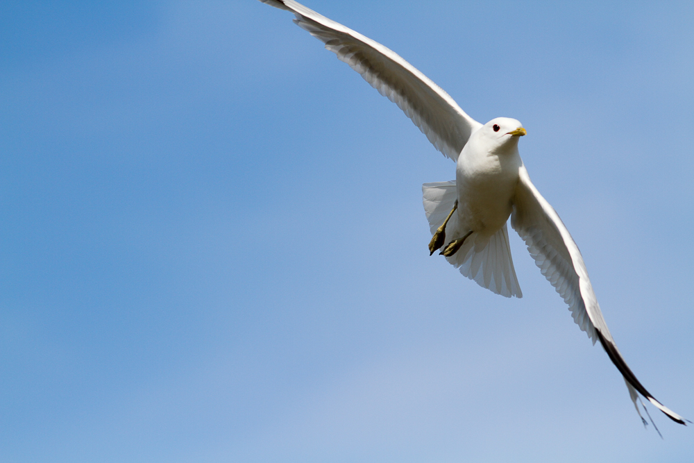 Möwe im Flug