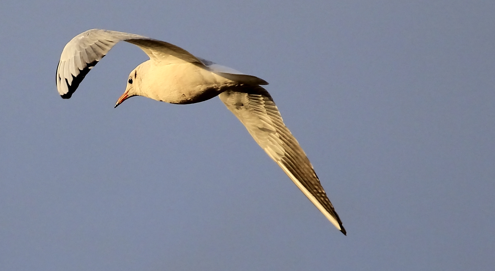 Möwe im Flug