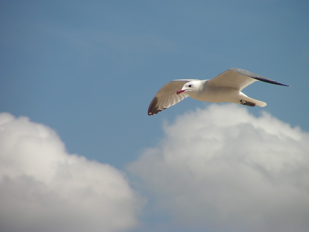 Möwe im Flug