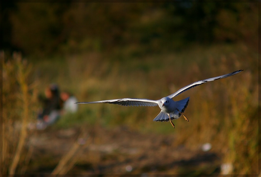 Möwe im Flug 8