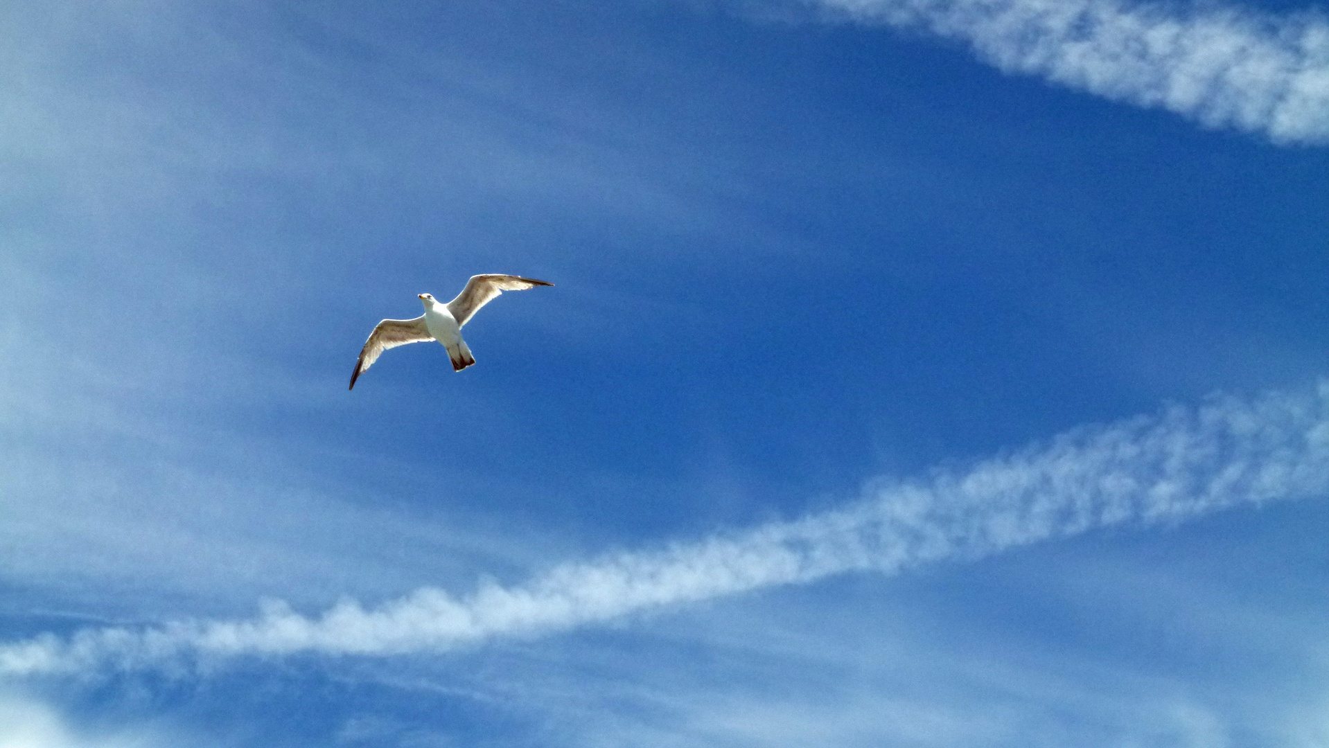 Möwe im Flug