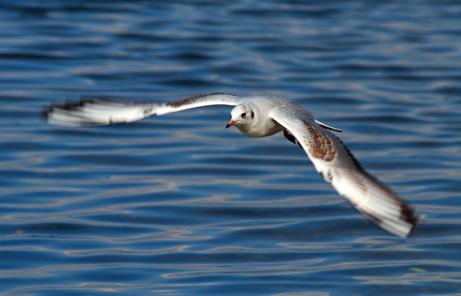 Möwe im Flug