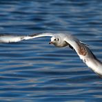 Möwe im Flug