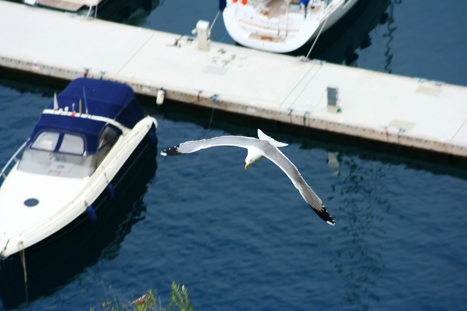 Möwe im Flug