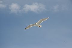 Möwe im Flug