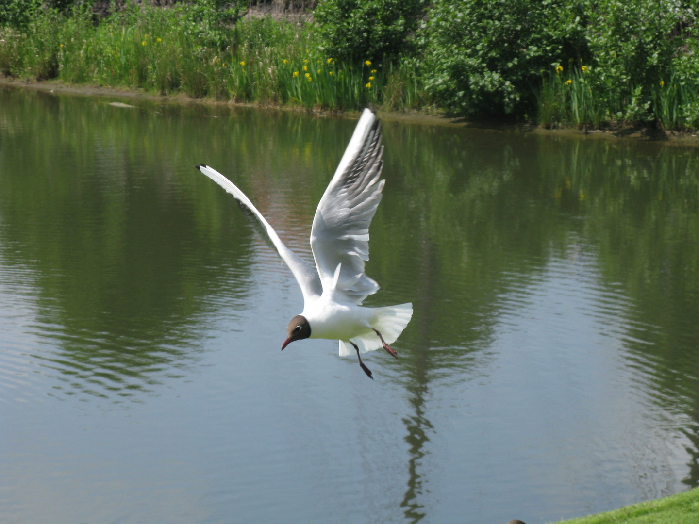 Möwe im Flug