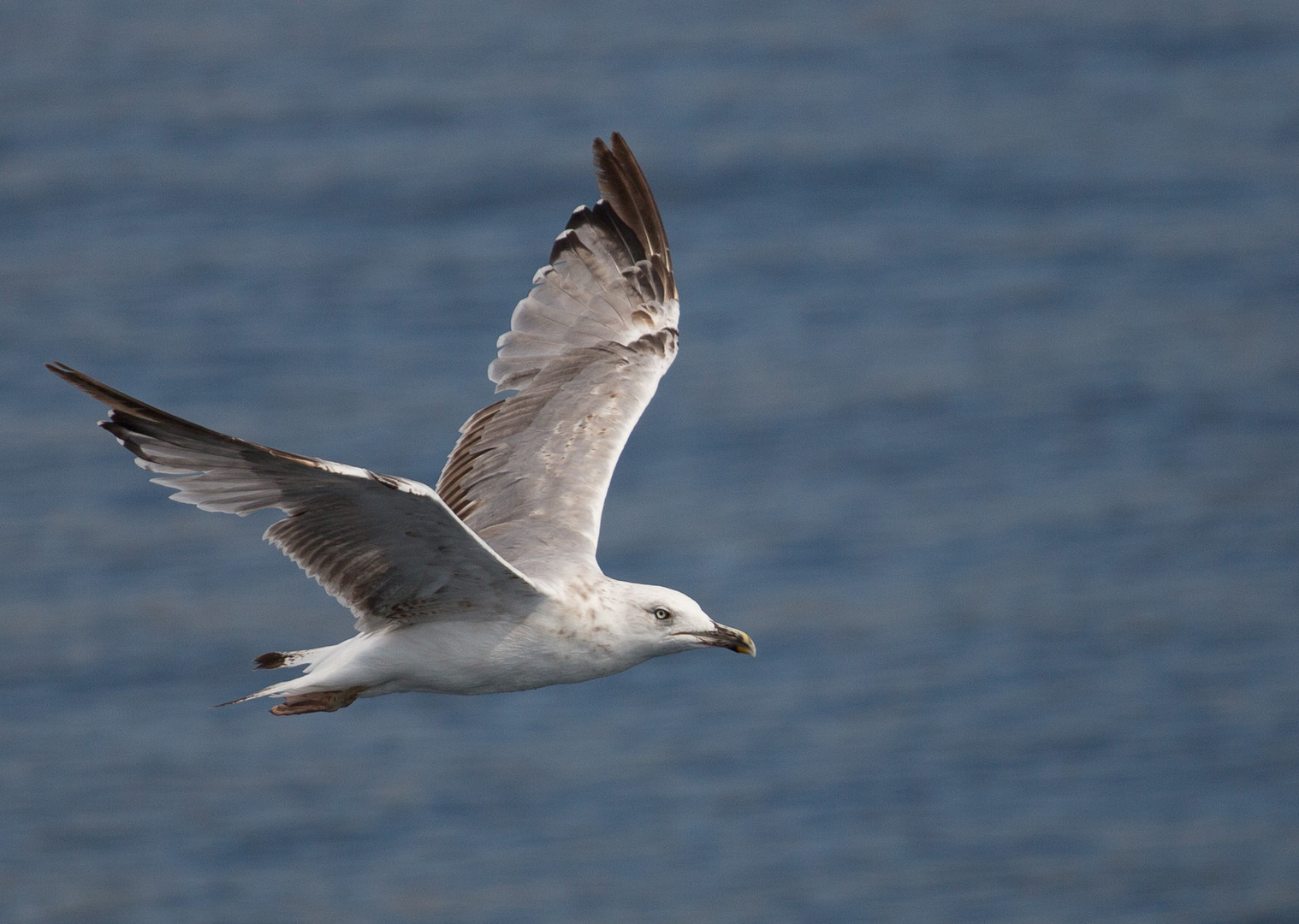 Möwe im Flug