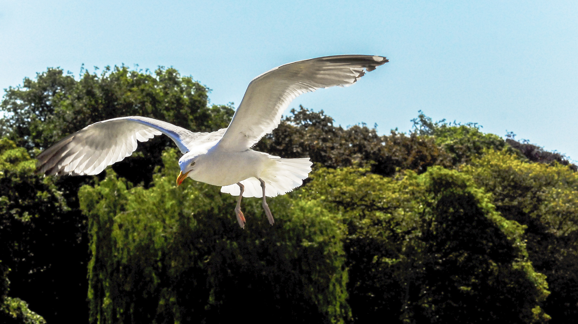 Möwe im Flug