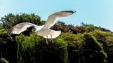 Möwe im Flug von Karl-Heinz Gaub 