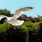 Möwe im Flug