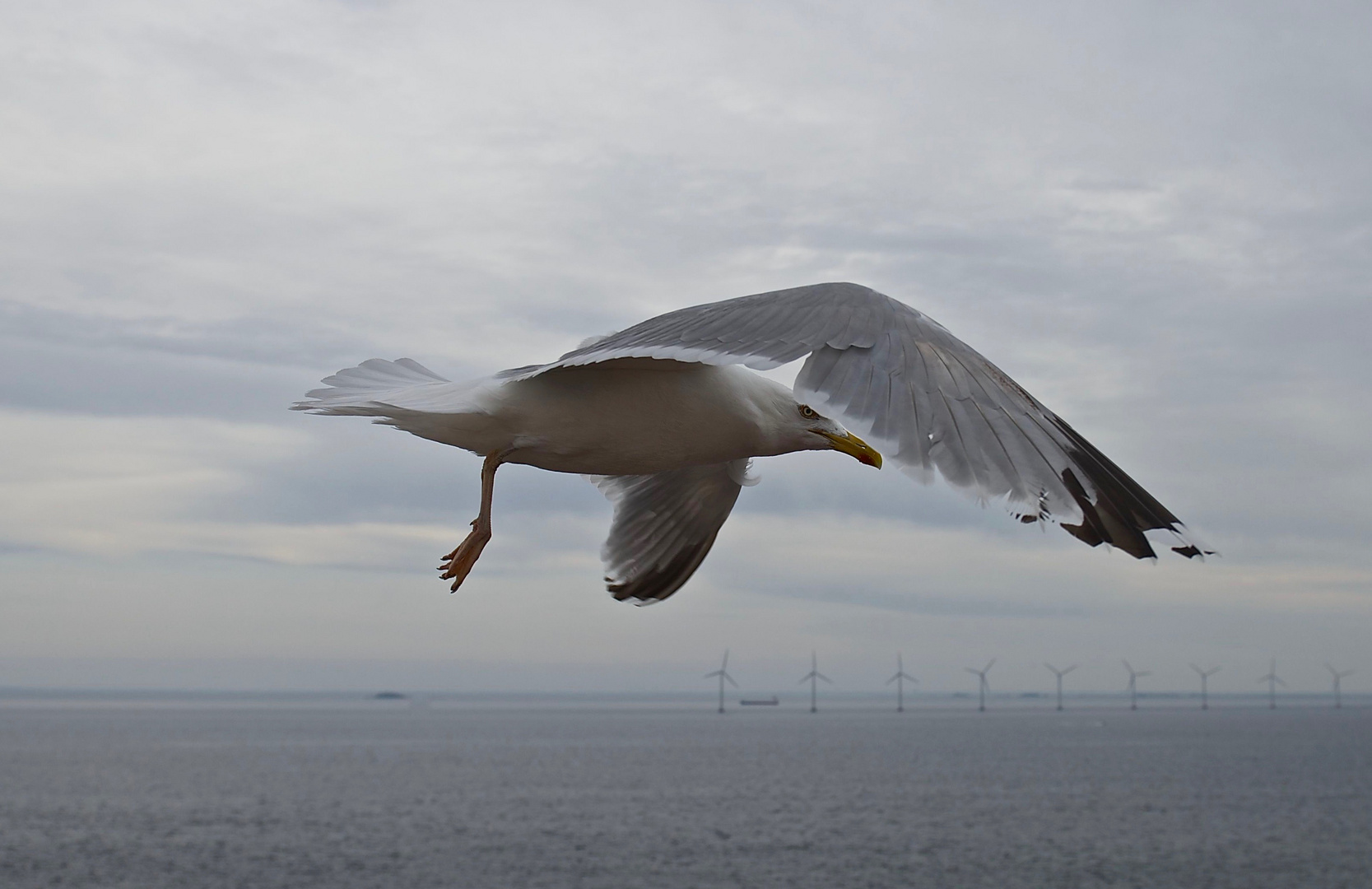 Möwe im Flug