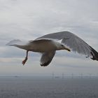 Möwe im Flug