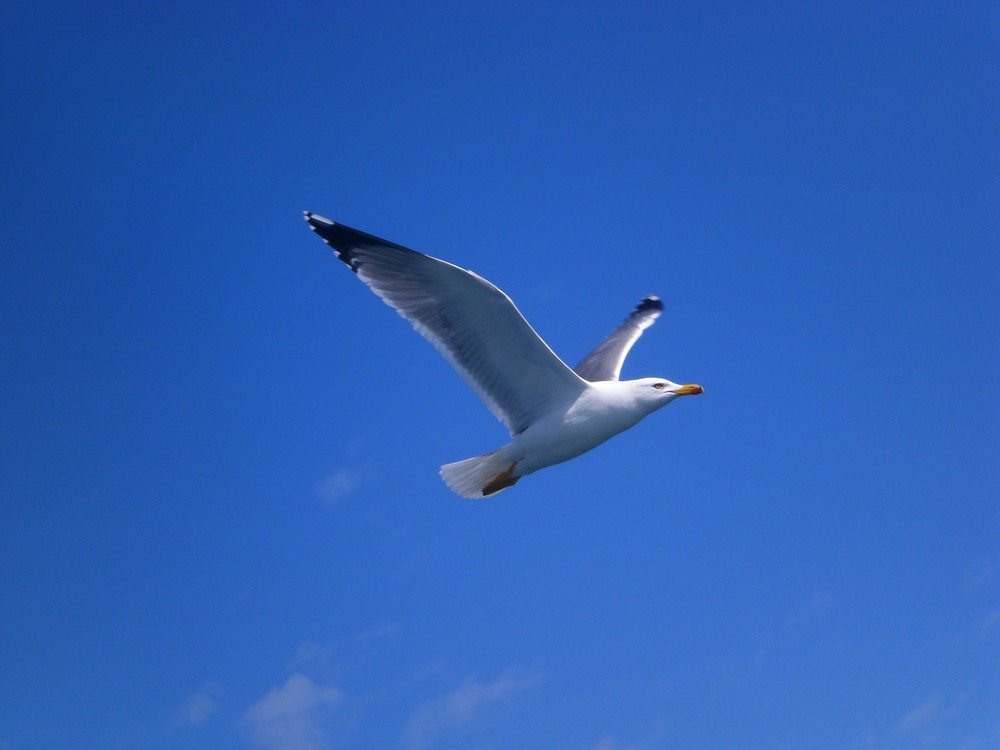 Möwe im Flug