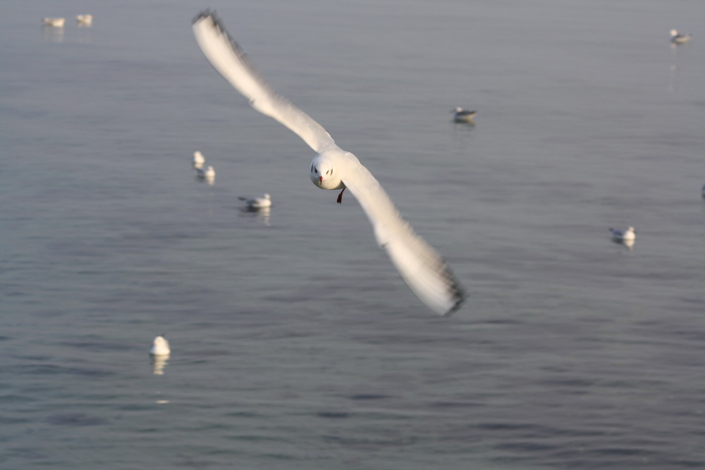 Möwe im Flug