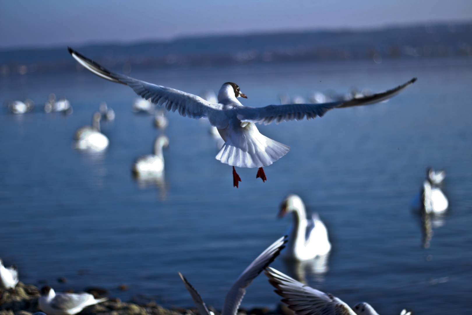 Möwe im Flug 