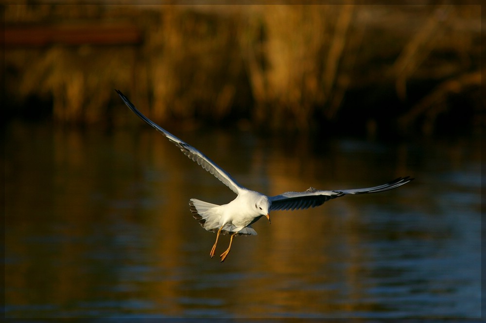 Möwe im Flug 9