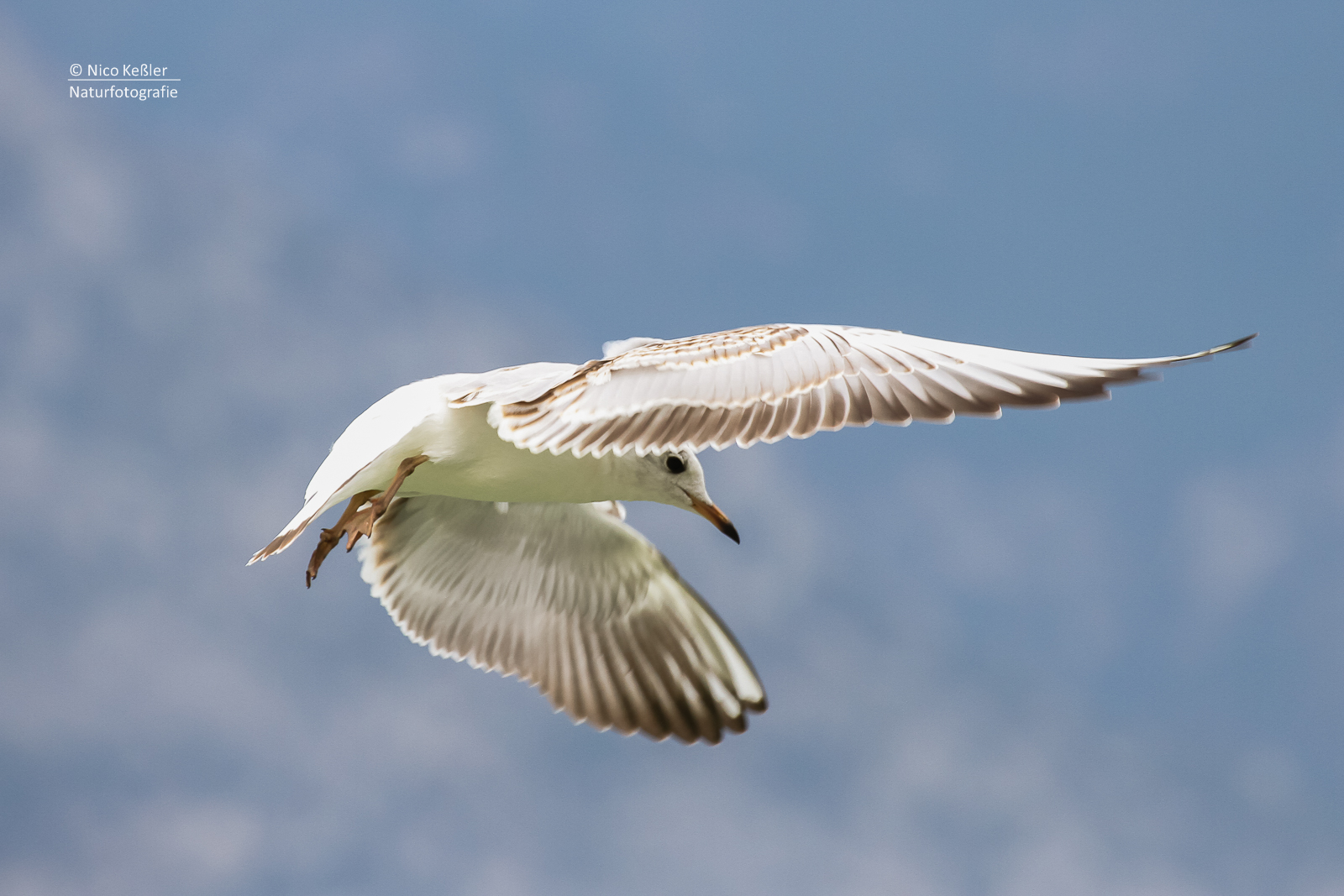 Möwe im Flug