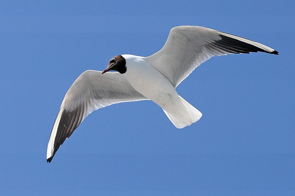 Möwe im Flug