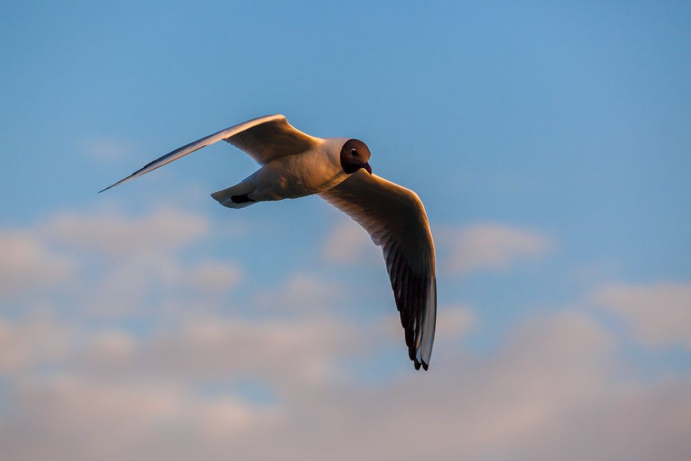 Möwe im Flug