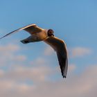 Möwe im Flug