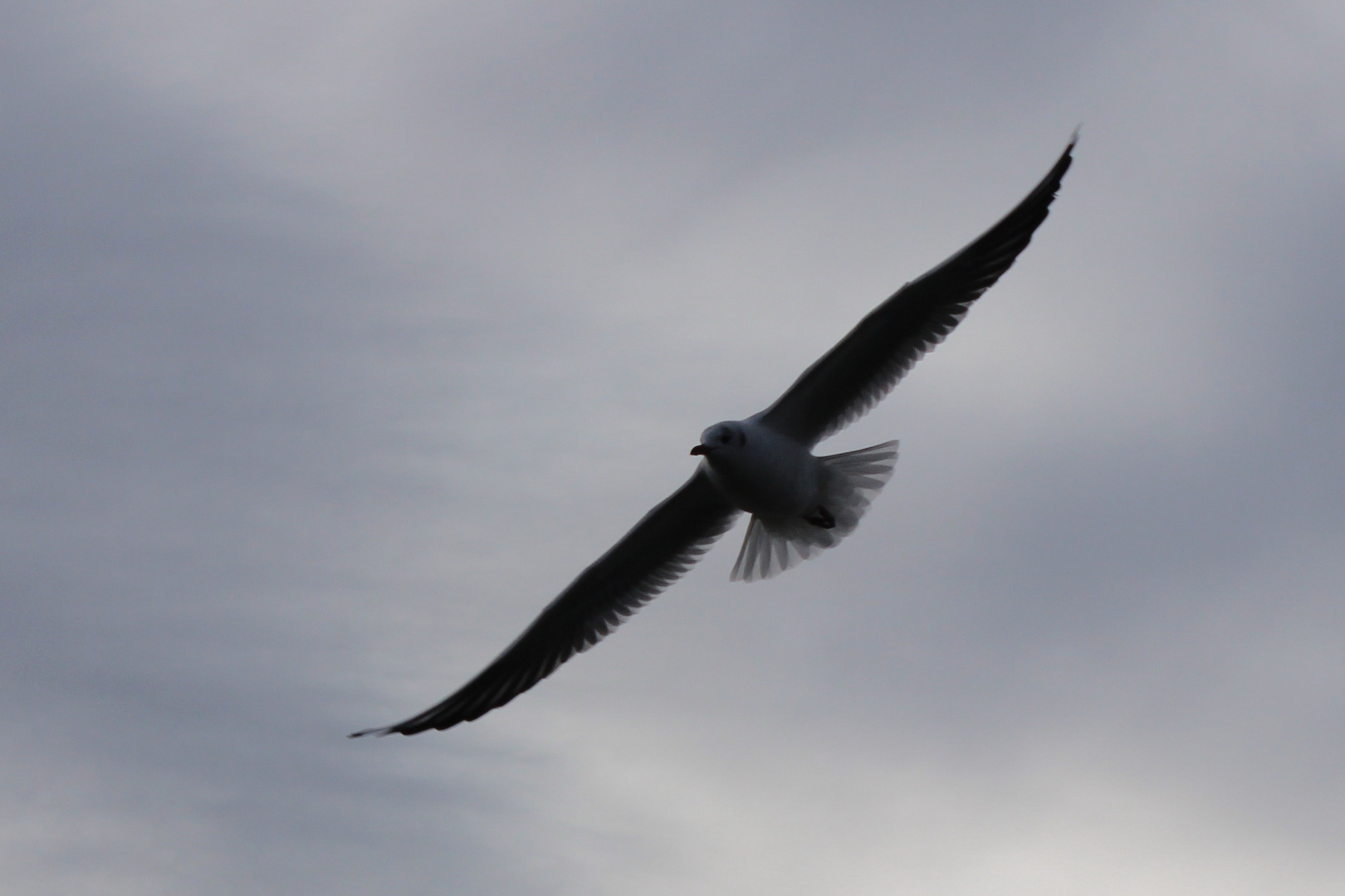 Möwe im Flug