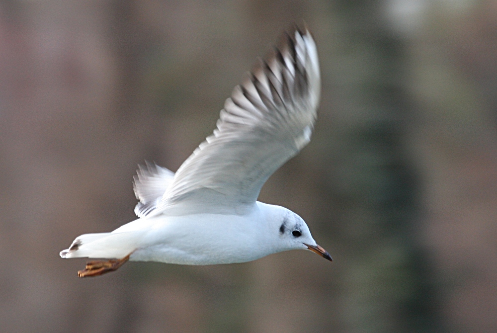 Möwe im Flug