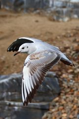 Möwe im Flug