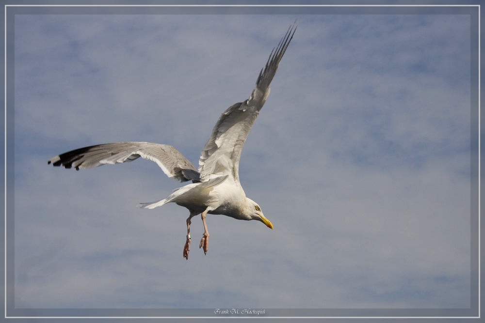 Möwe im Flug