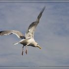 Möwe im Flug