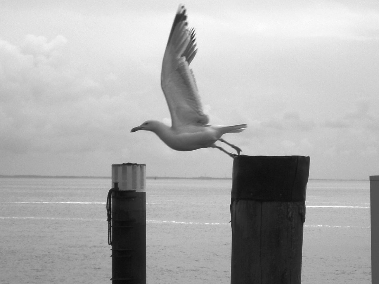 Möwe im Flug