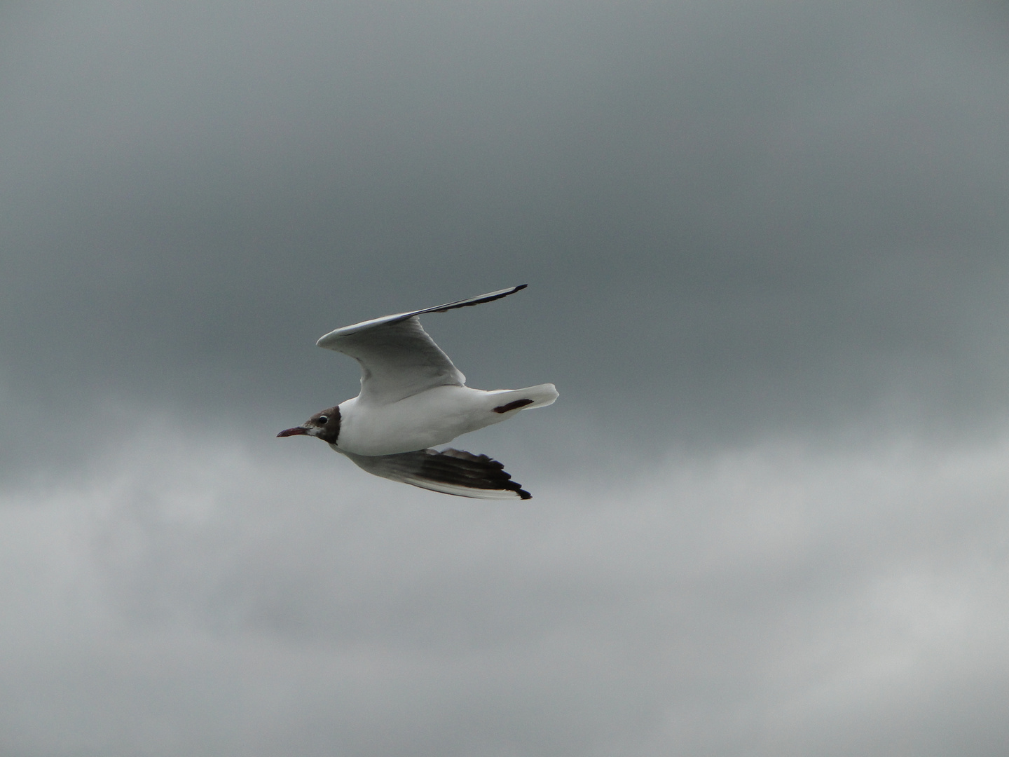 Möwe im Flug...