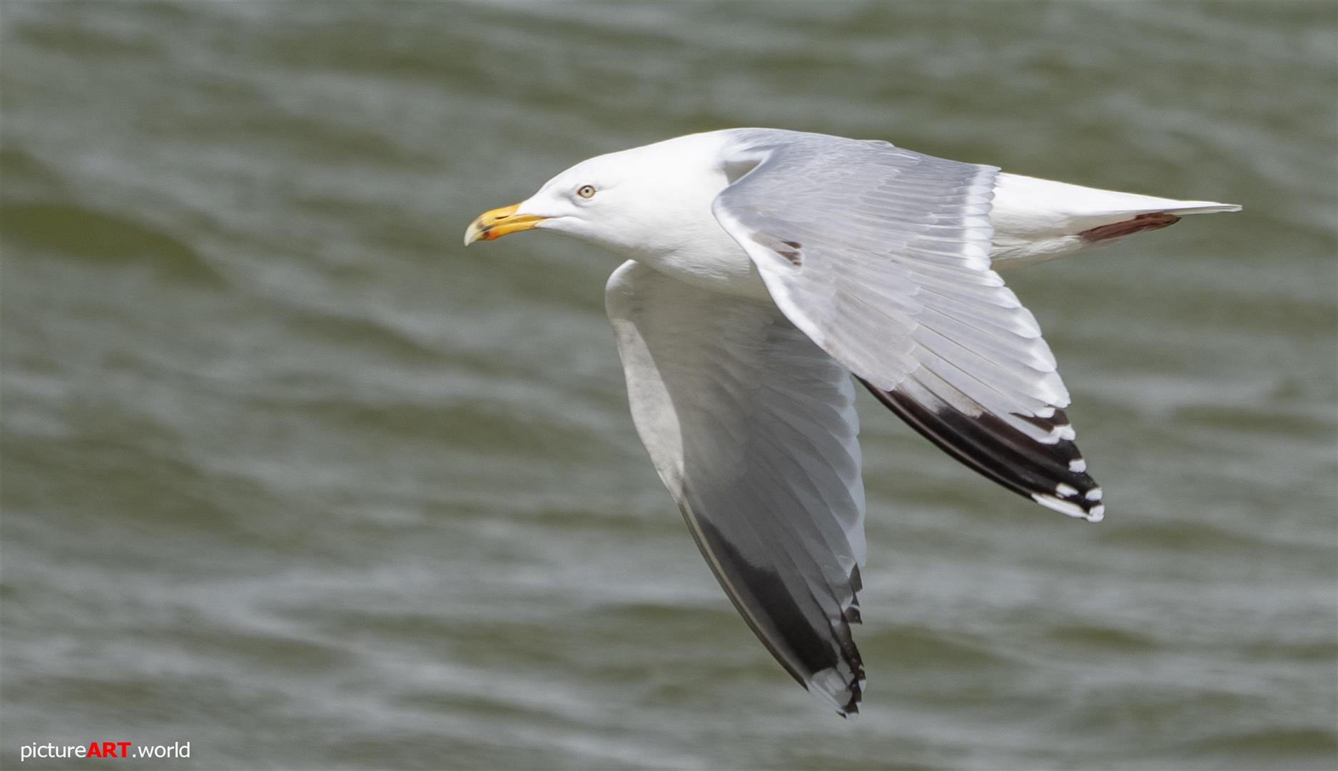 Möwe im Flug