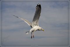 Möwe im Flug.....