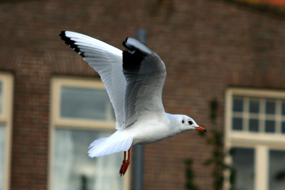 Möwe im Flug