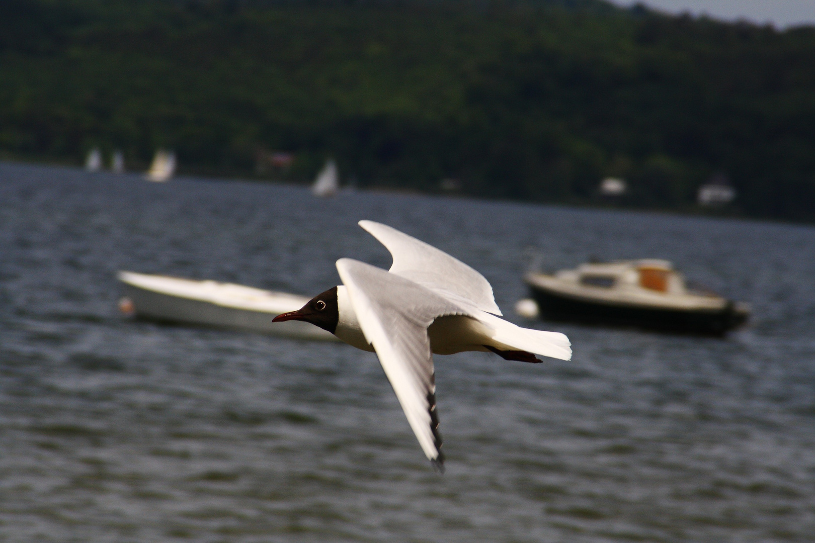 Möwe im Flug