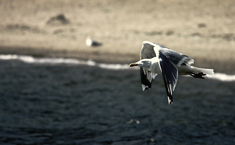 Möwe im Flug