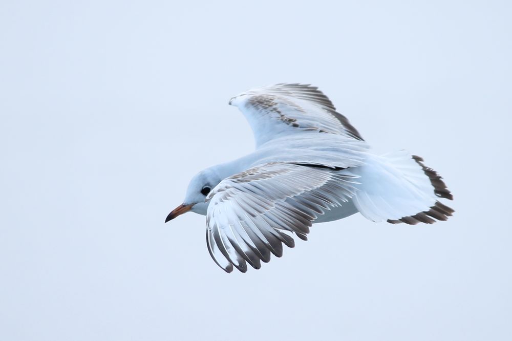 Möwe im Flug