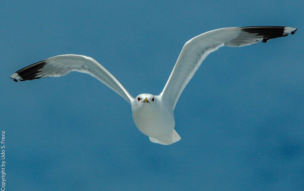 Möwe im Flug