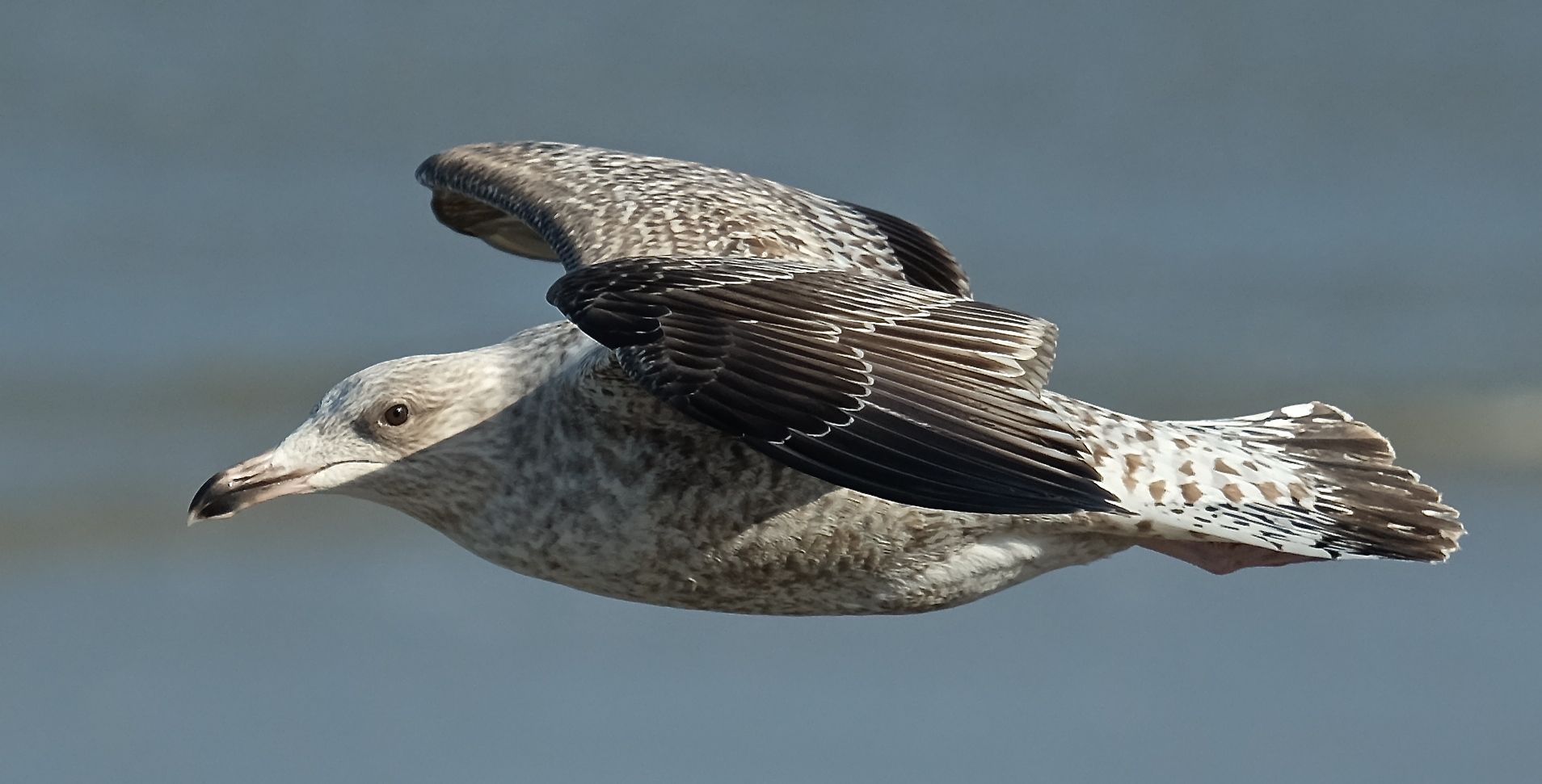 Möwe im Flug auf Norderney